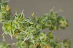 Standley's goosefoot